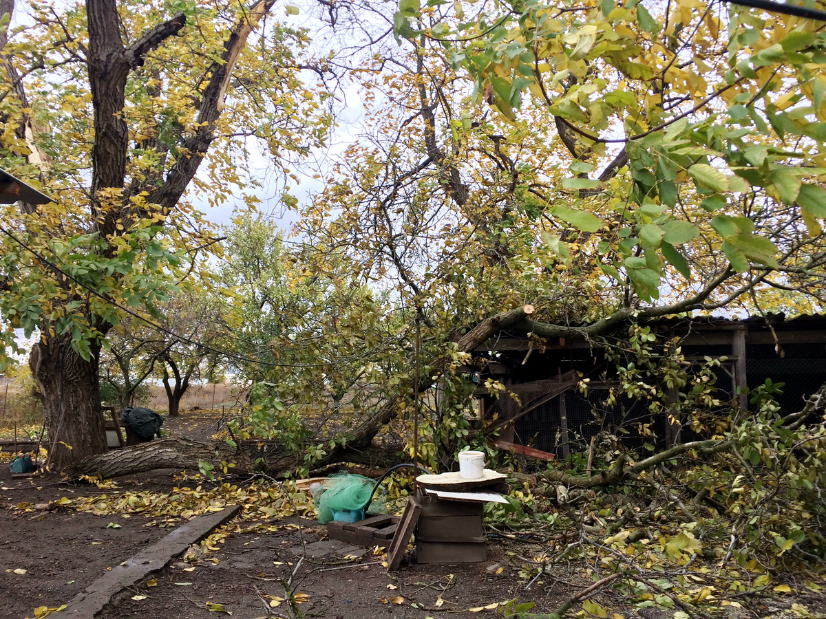 С грецкого ореха упала ветка. Её размер - от ствола дерева, а конец лежит на крыше птичника. 