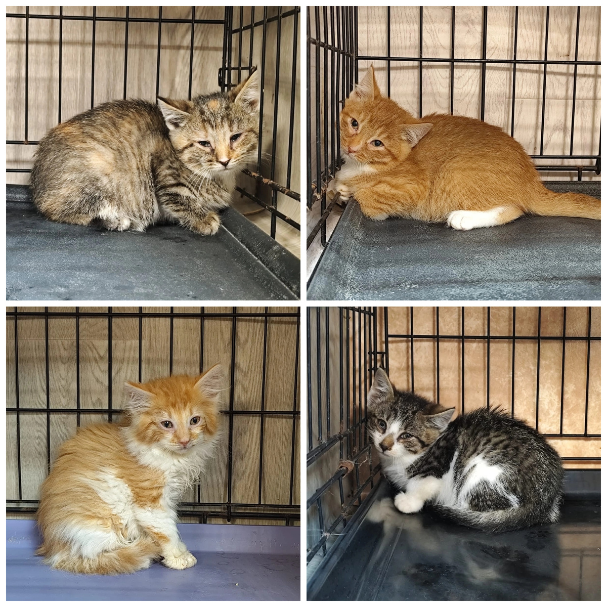 Мицуи (слева наверху), ее брат Харуки (справа наверху), их брат Нишико (слева внизу) и их брат Такэ (справа внизу) все вместе родились и жили на дачном участке.