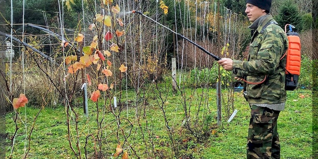 Чем важным заняться на даче в ноябре: что нужно не забыть сделать в последний месяц осени в саду, огороде и цветнике