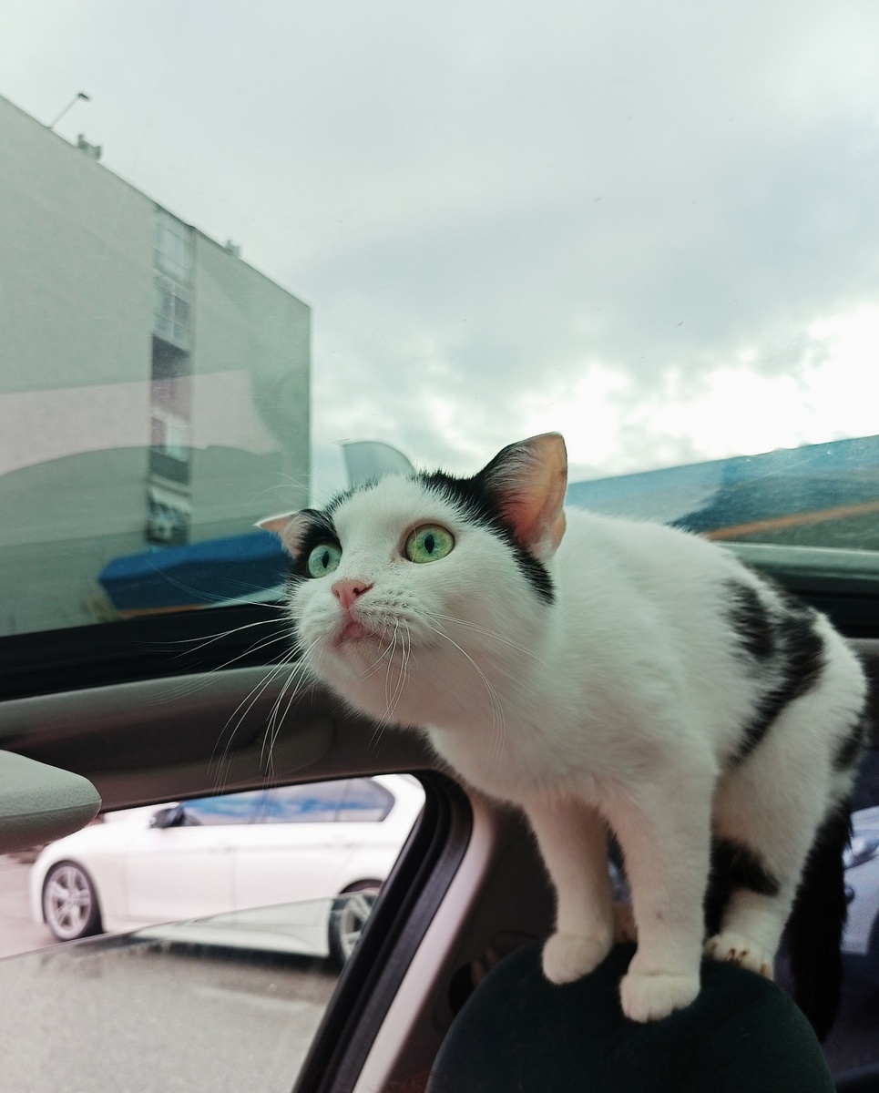 Сойка познаёт мир, пока мы в поисках жилья.