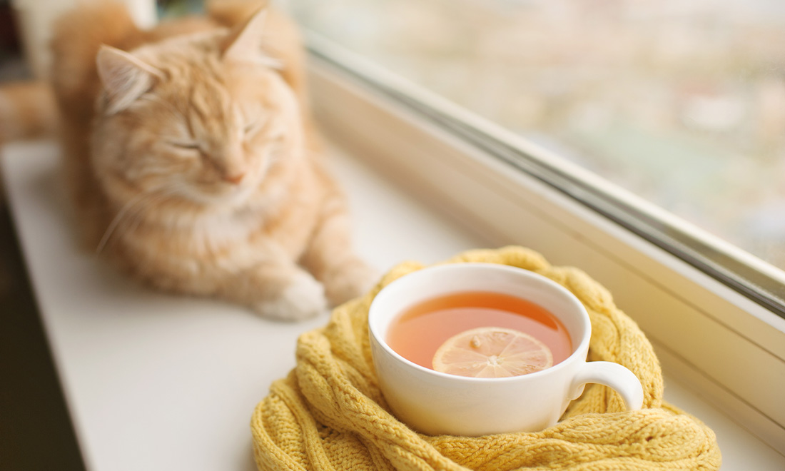 Фото с сайта adobestock.com