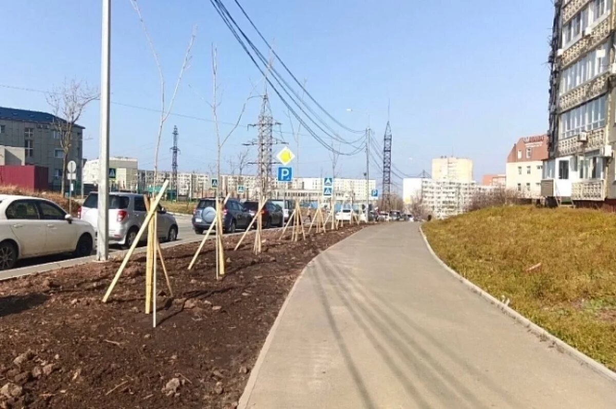    Более сорока саженцев ясеня высадили на улице Толстого во Владивостоке