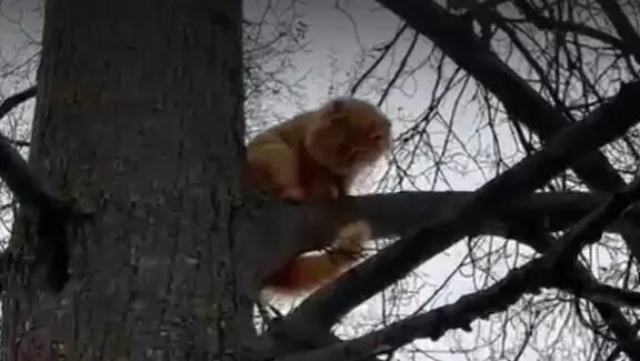     Источник: vc.kom/Подслушано Можга