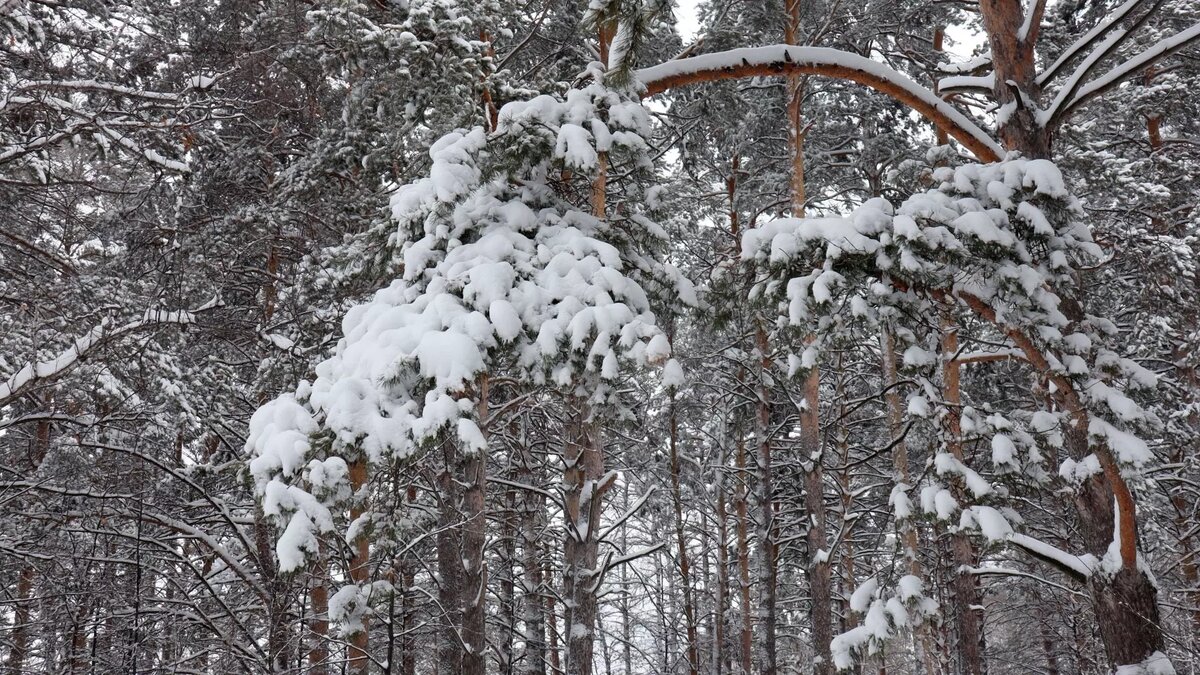     Источник: 1MI