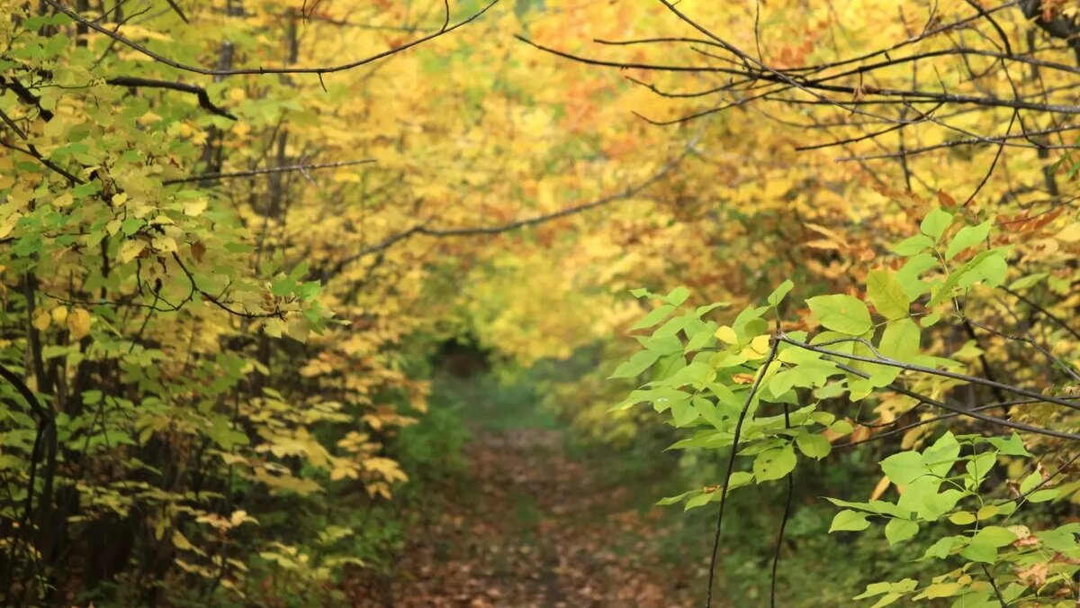     Источник: 56orb.ru