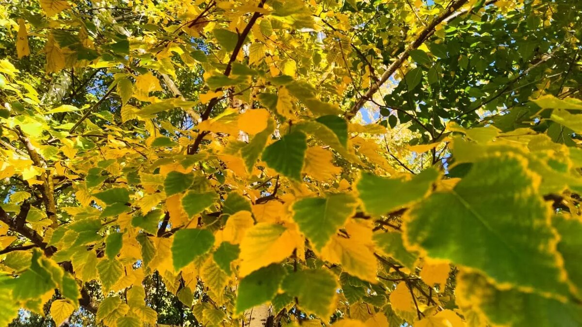     Источник: 56orb.ru