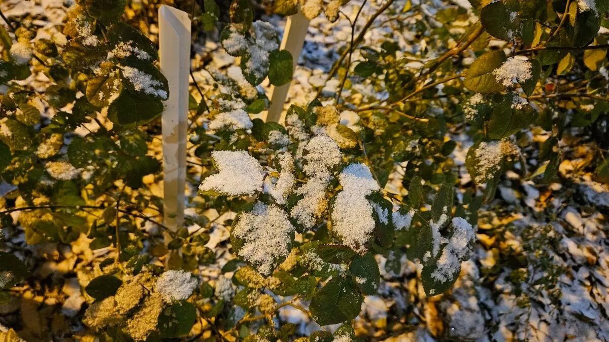     Источник: 56orb.ru