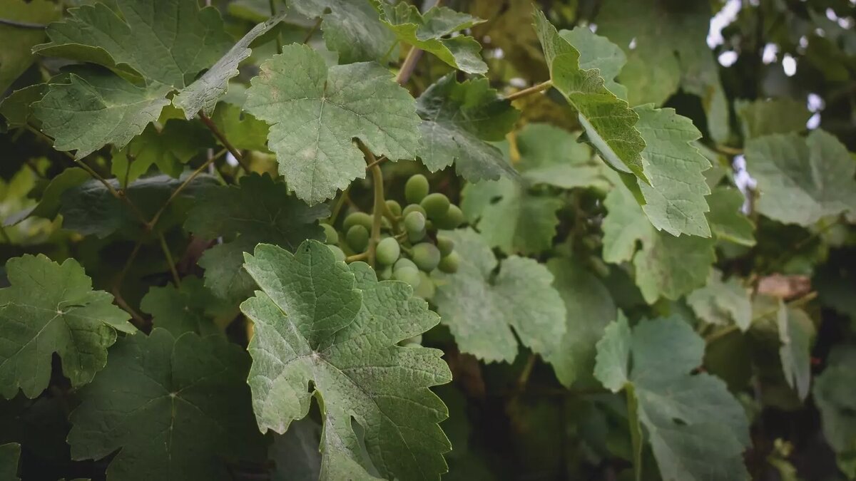     Источник: 1MI