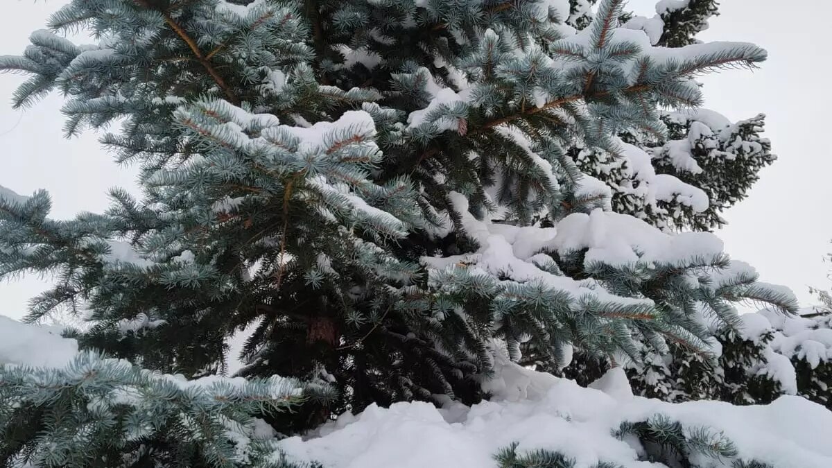     Источник: 56orb.ru