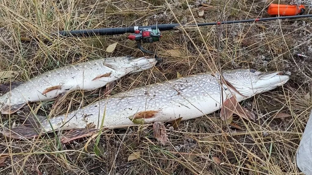     Источник: Группа в ВК «Рыбалка в Оренбурге и области»