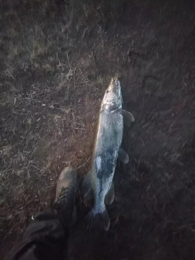     Источник: Группа в ВК «Рыбалка в Оренбурге и области»