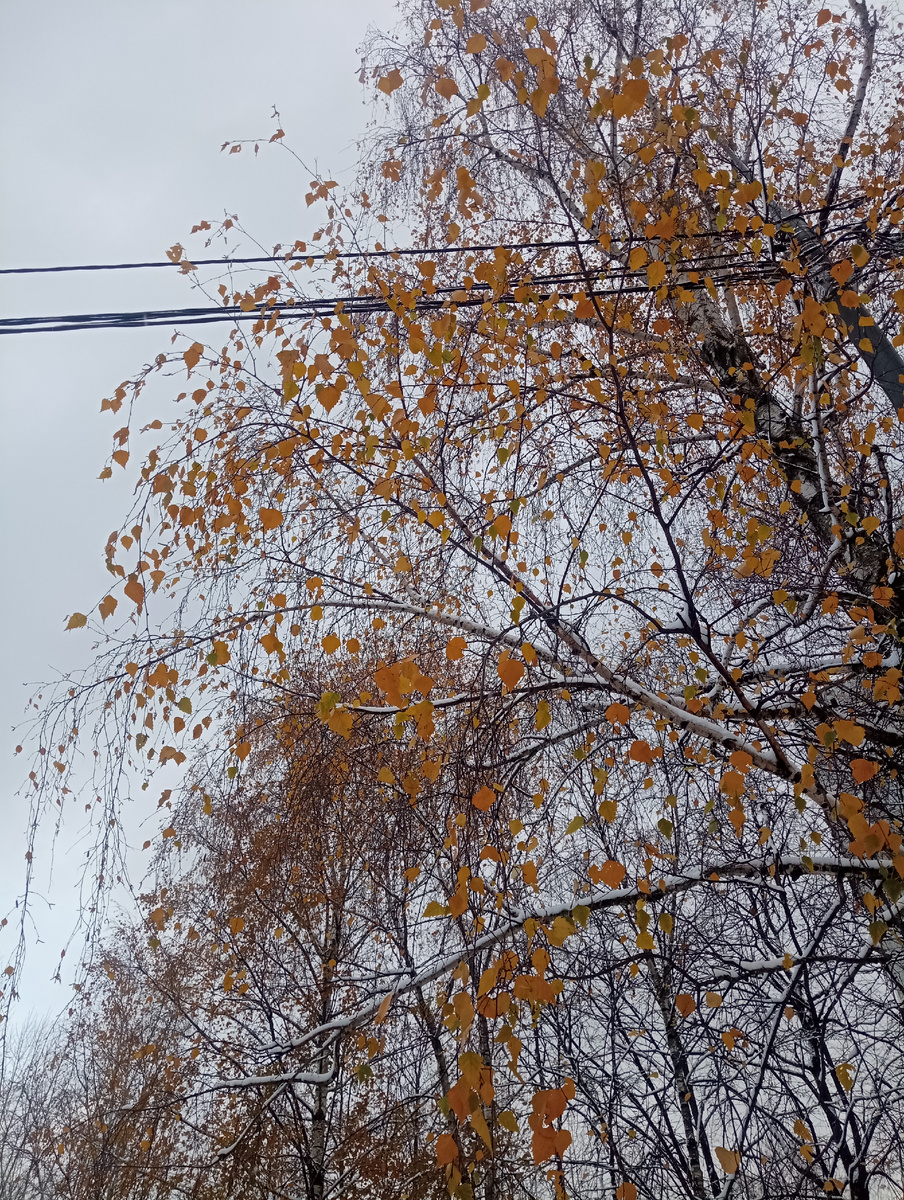 Вчера выпал снег. Это очень красиво - жёлтое на белом 