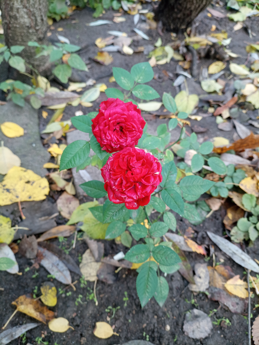 Представляете, эта парочка всё ещё держится! 