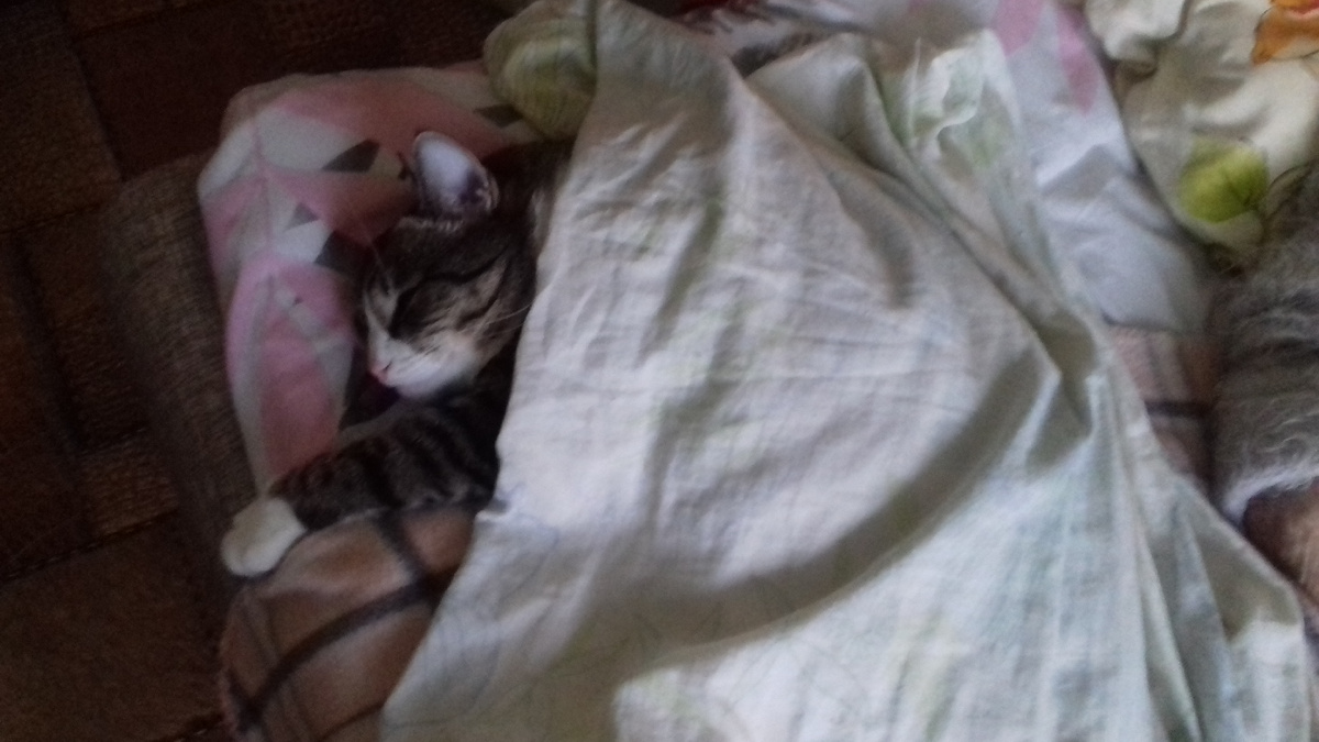 моя кошка. сонный час. Фото автора.