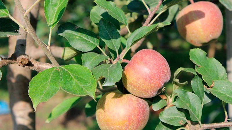    Подводятся итоги осенней страды