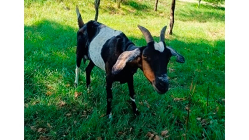    Полицейские Курганинского района раскрыли кражу козы англо-нубийской породы