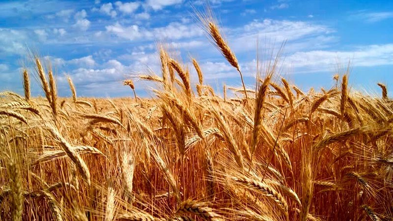    Грамотная профориентация дает результат