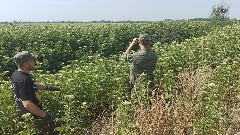    Казаки проводят рейды