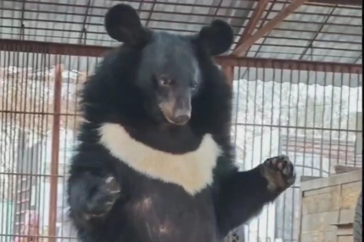    Кокетливую гималайскую медведицу показали в барнаульском зоопарке