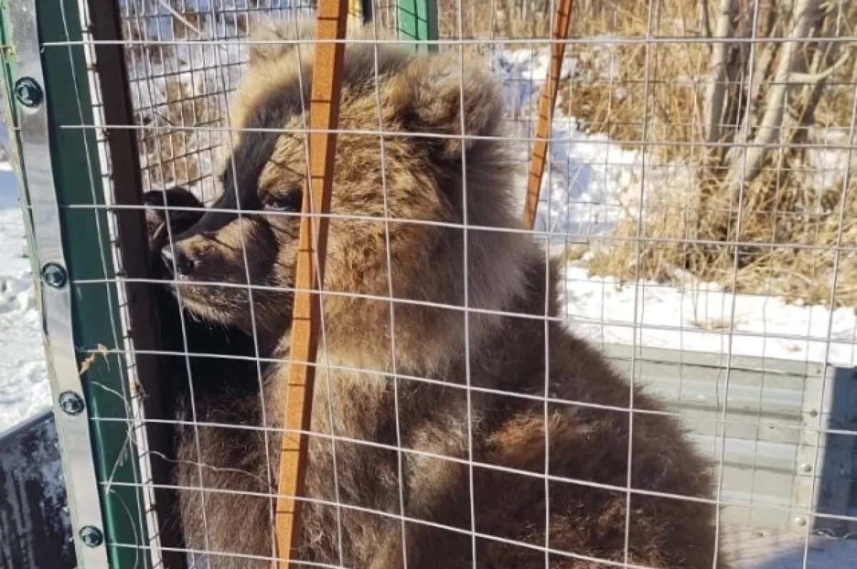    В Елизовском районе на Камчатке спасли медвежонка –сироту