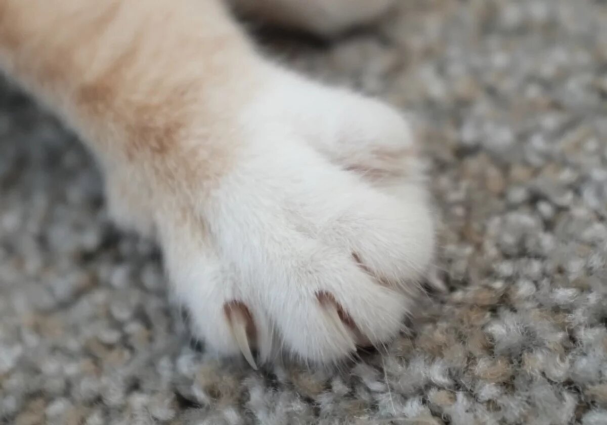    В Новосибирске нашли истощенного мейн-куна с шестью пальцами на лапах