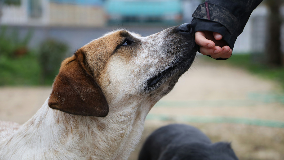 За последние десять лет от рук догхантеров погибли тысячи домашних собак. Фото Simon Moog/Unsplash
