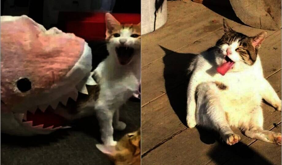 14 кошек, которые попали в смешные ситуации