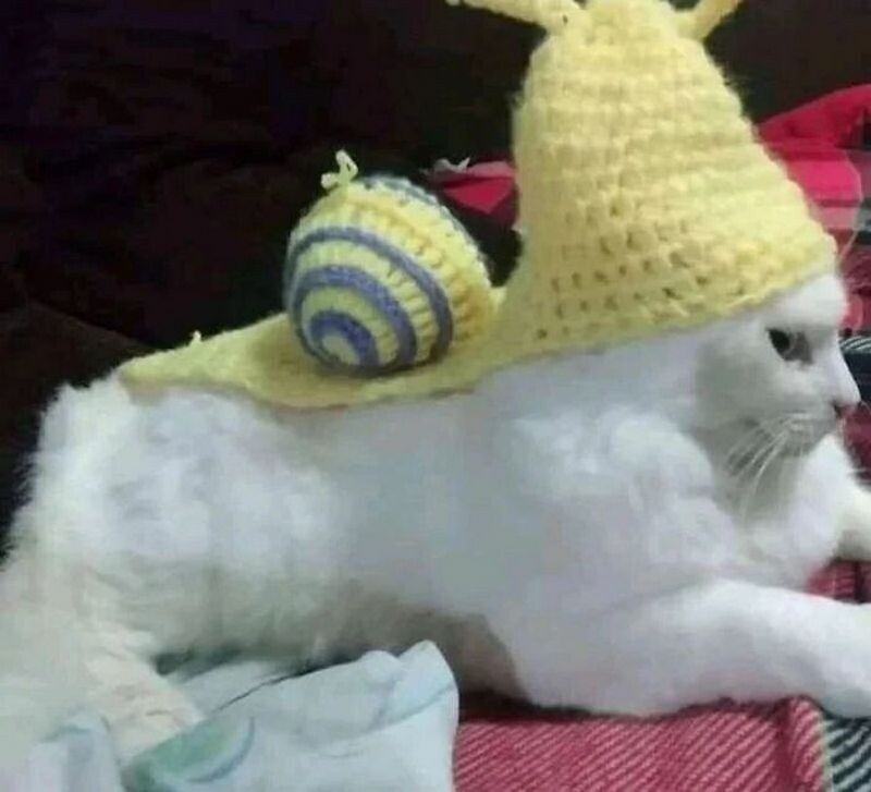    14 кошек, которые попали в смешные ситуации