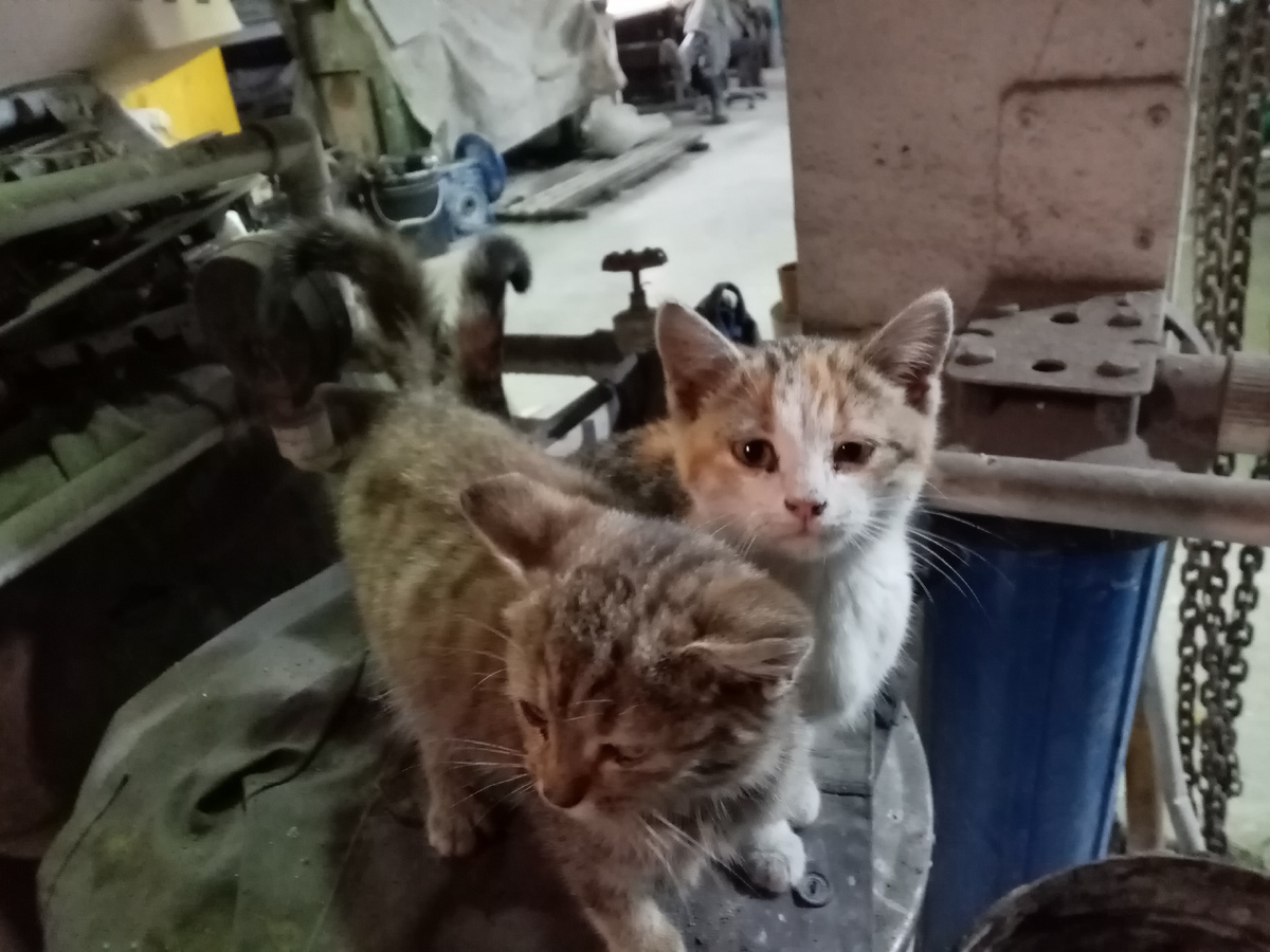 Те самые котики