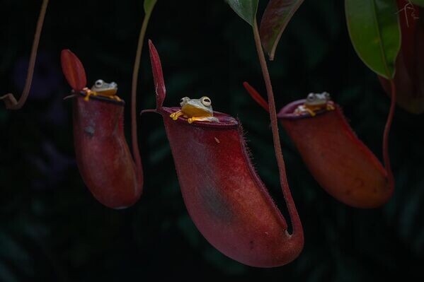 © Photo : Lam Soon Tak/The Golden Turtle