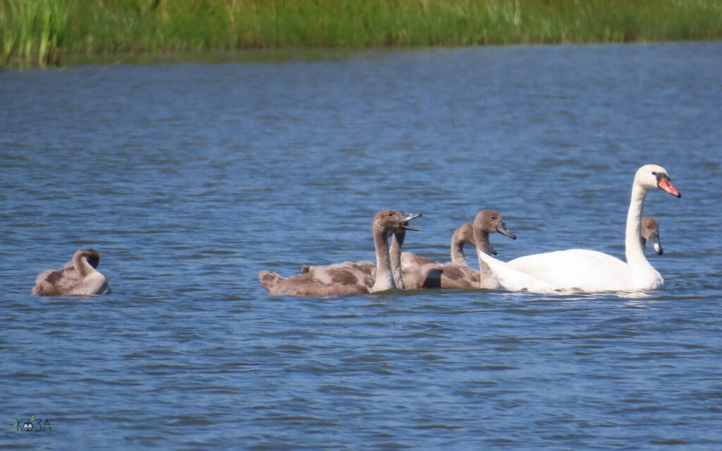 Лебёдушка с птенцами, РО, с-з, 14.07.24