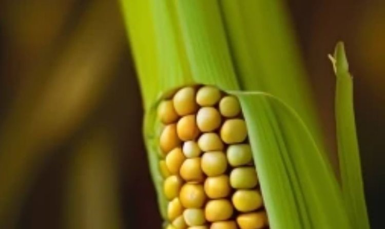    Урожайность кукурузы 2024 в сравнении по странам ЕС