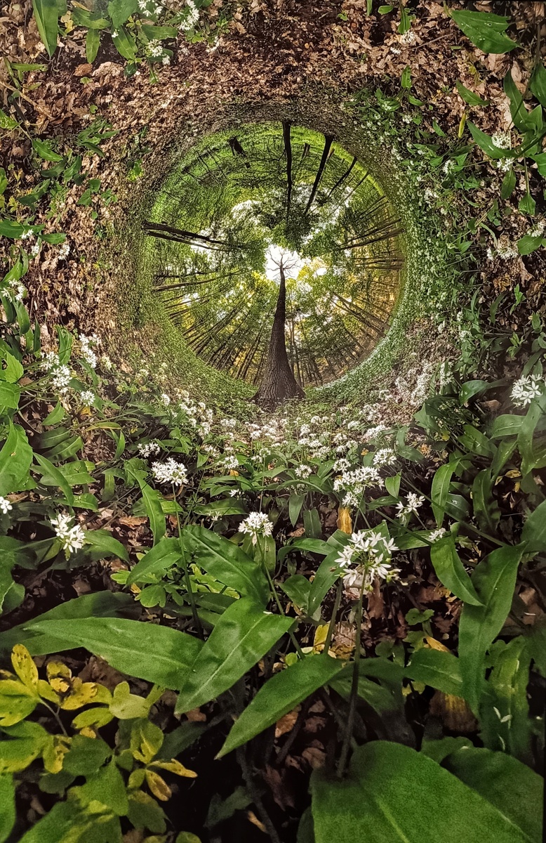  Кристиан Синглер "Вселенная черемши"