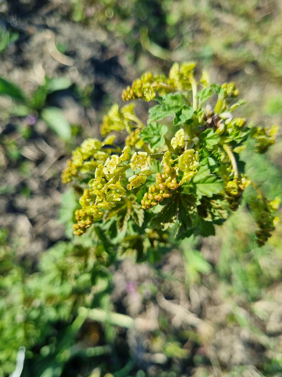 Вот так примерно, ага