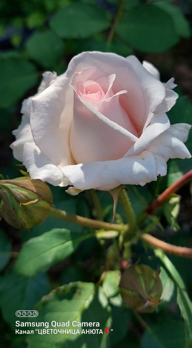 Бельмонте. Флорибунда