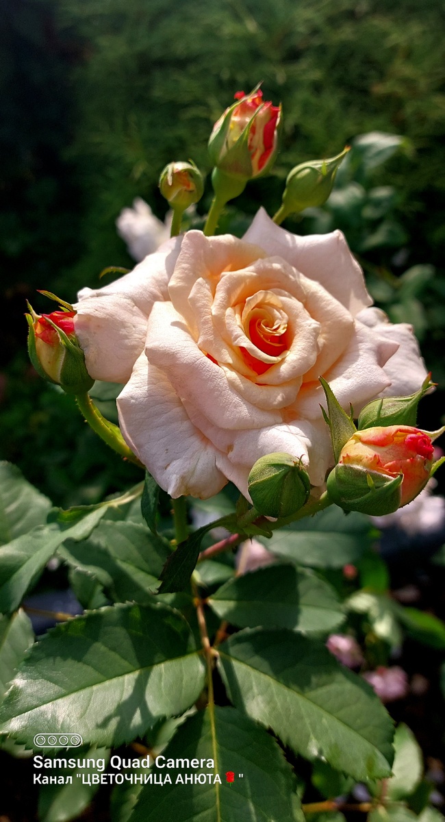 Карамелла. Шраб