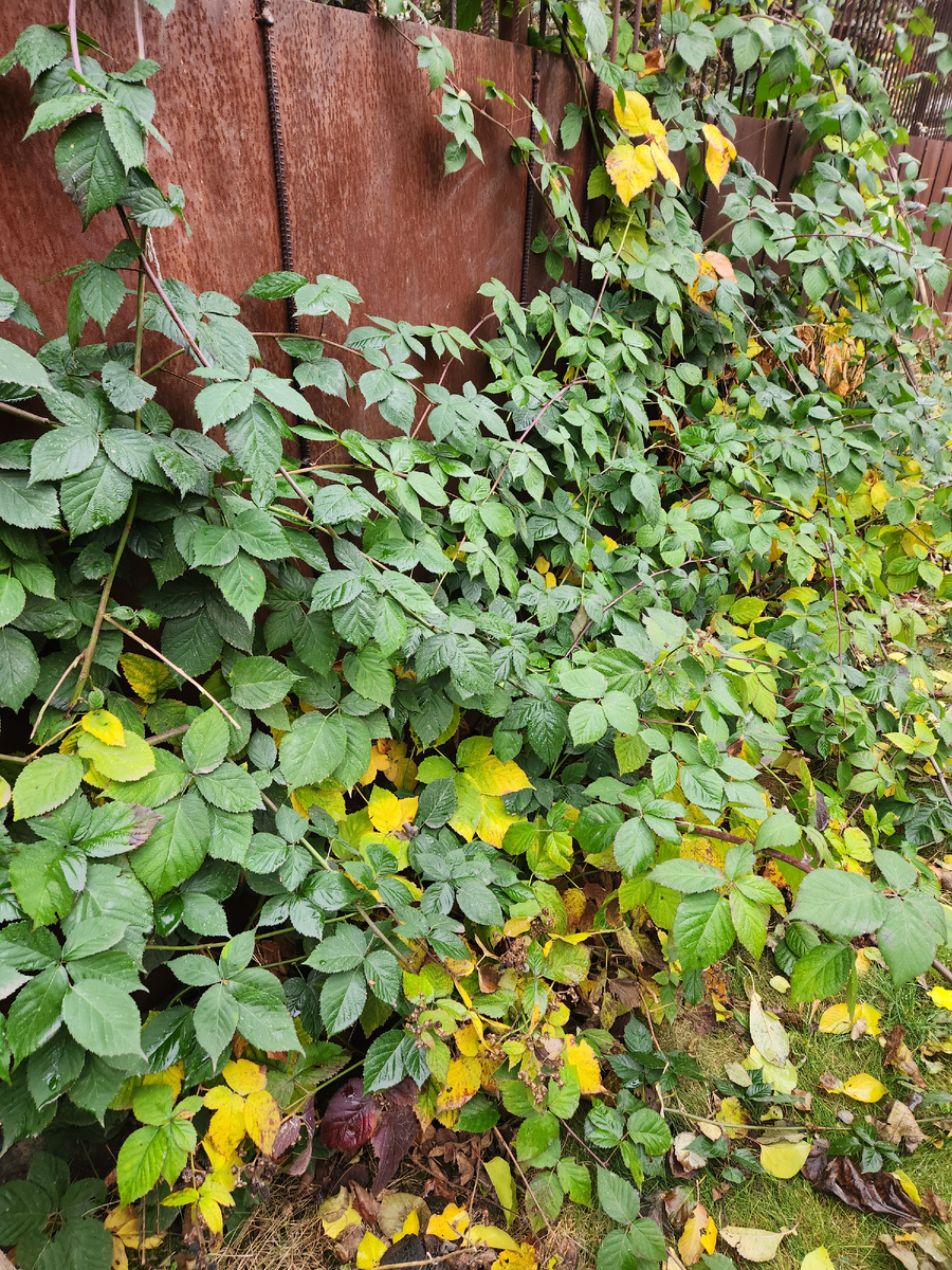 Ежевика 10 ноября