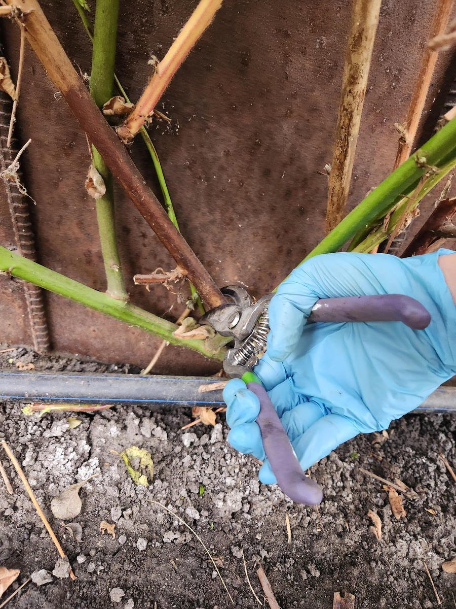 Обрезка старых побегов Ежевики