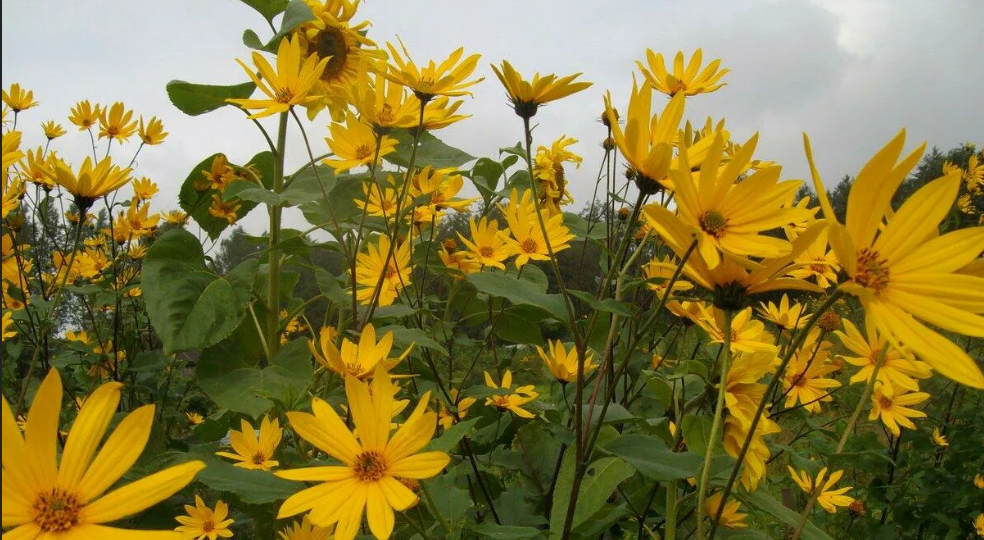 Это растение быстро повышает плодородие даже песчаных почв, да и полезное очень. Сажать можно сейчас