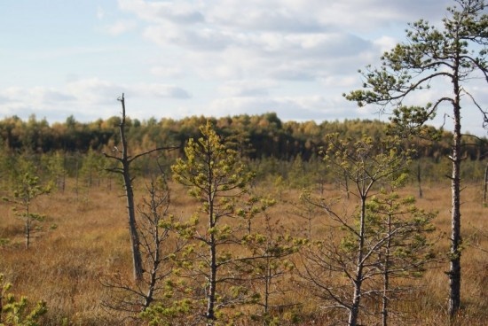    Фото: darwinmuseum.ru