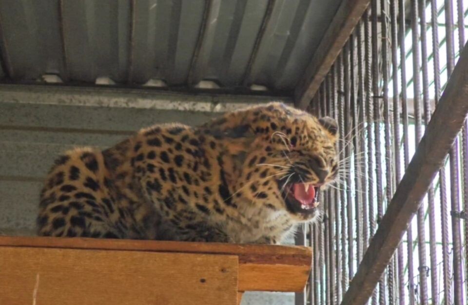     Малыш-леопард из барнаульского зоопарка. Источник: Телеграм-канал барнаульского зоопарка "Лесная сказка"