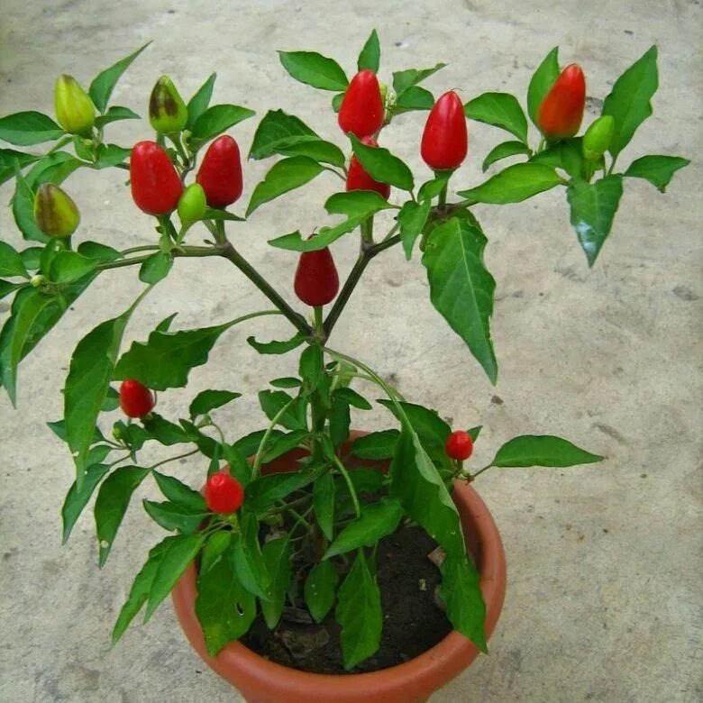 Иллюстрация из свободных источников