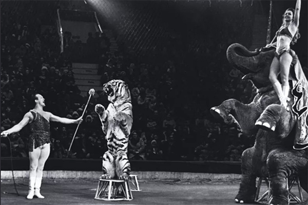 Аттракцион “Слоны и тигры”