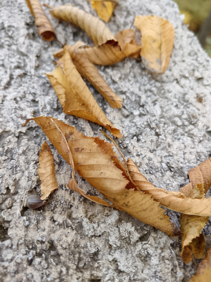 Опали листочки осенью 😁
