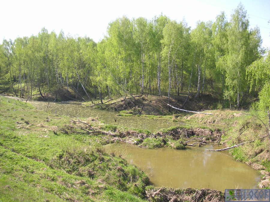 Бобрирые плотины на реке Куровка