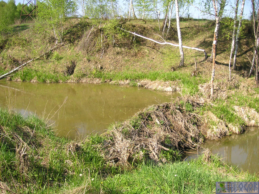Бобриные плотины на Куровке