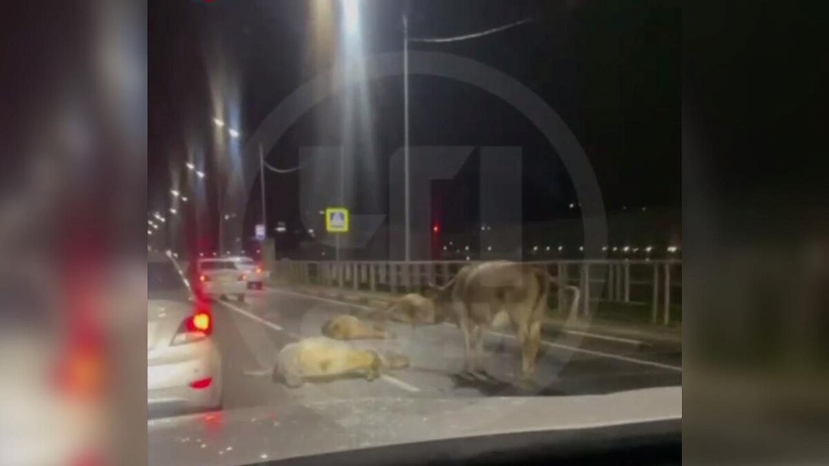    Фото: t.me/chp_sochi