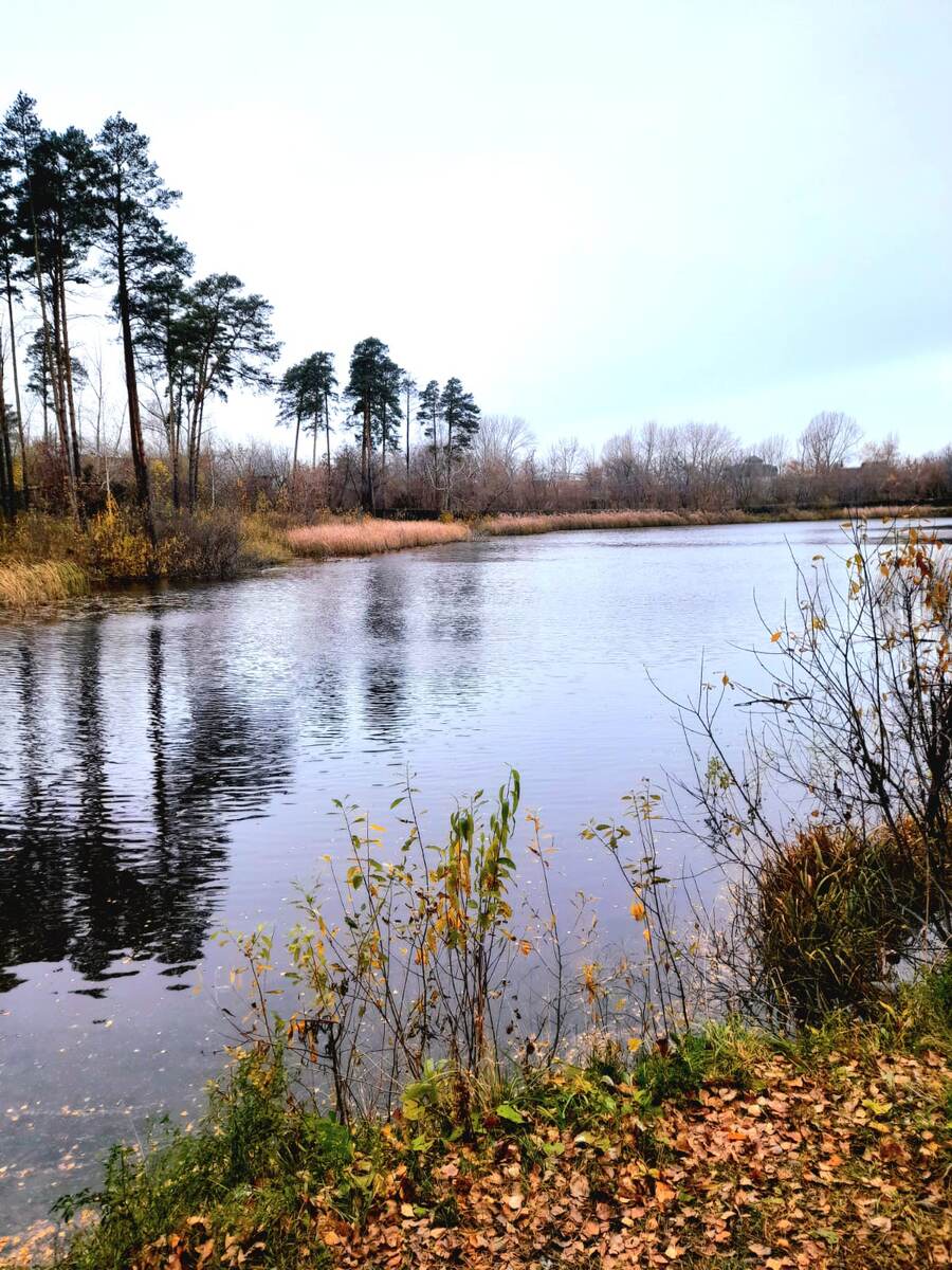 А как хорошо сегодня в лесу!!                      фото автора