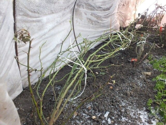 Источник фото: forum.tvoysad.ru