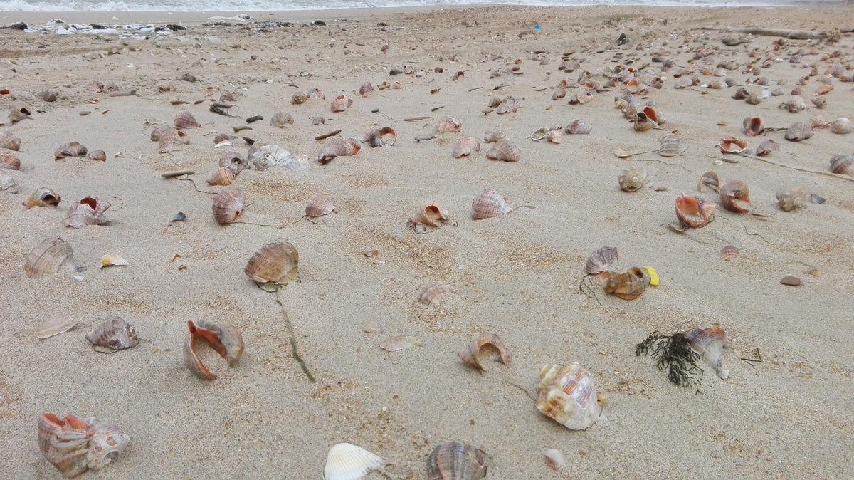 Вот они - раковины Черного моря. фото автора